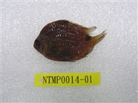 藏品(梭地豆娘魚)的圖片